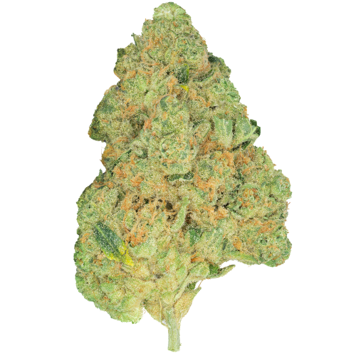 Bud